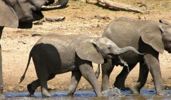 4 Days Join Group Tarangire Serengeti and Ngorongoro
