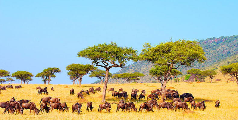 4 Days Luxury Lodge Safari Serengeti Ngorongoro
