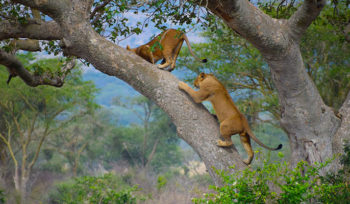 6 Days Tanzania Luxury Lodge Safari