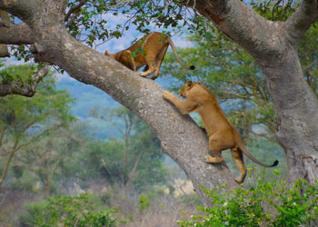 6 Days Tanzania Luxury Lodge Safari