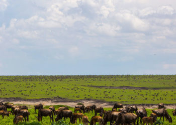 8 Days Wildebeest Migration Safari