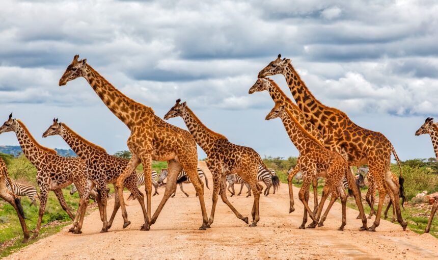 best-time-budget-safari-tanzania