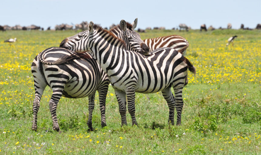 Essential Safari Requirements for Serengeti: Everything You Need to Know