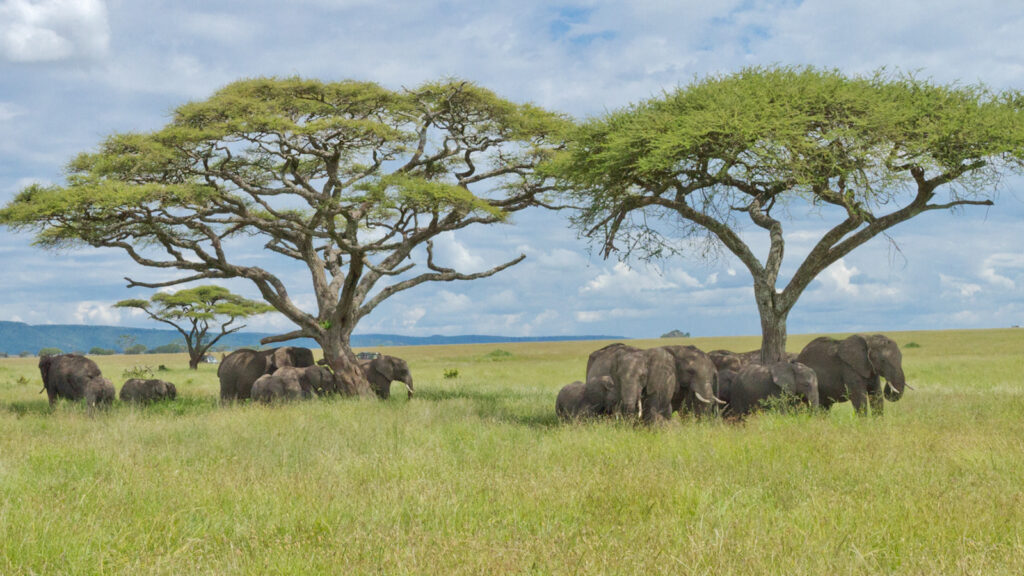 Budget Safari in Tanzania