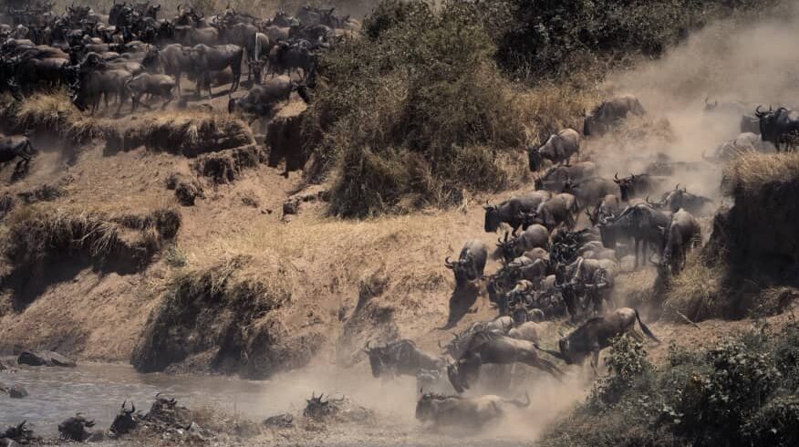 wildebeest migration