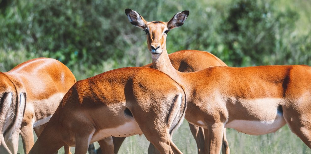 Impala Tarangire eating grass