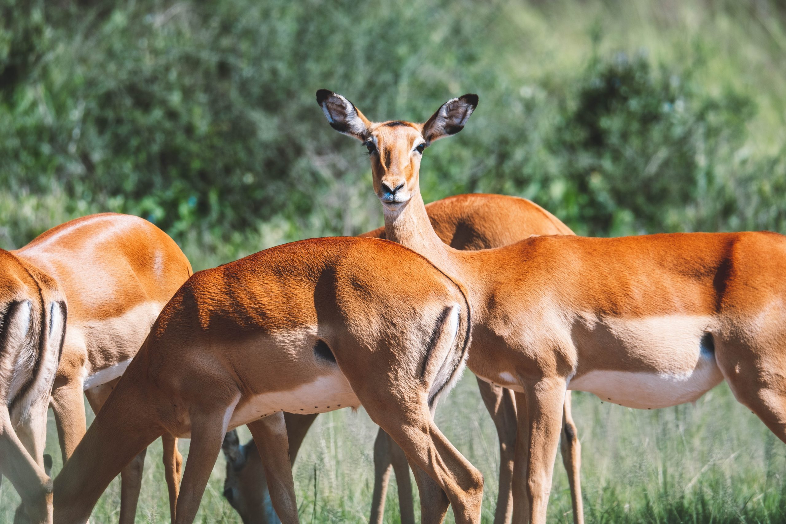 Impala Tarangire eating grass