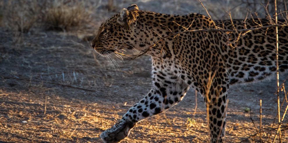 Leopard lake manyara