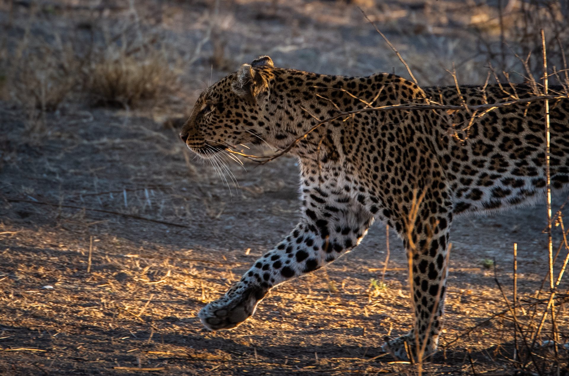 Leopard lake manyara