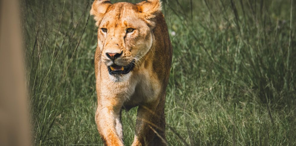 during game lion spotted in Ngorongoro Crater